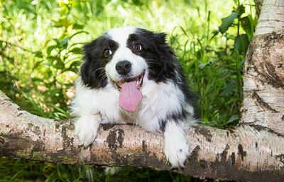 pets photographer sheffield