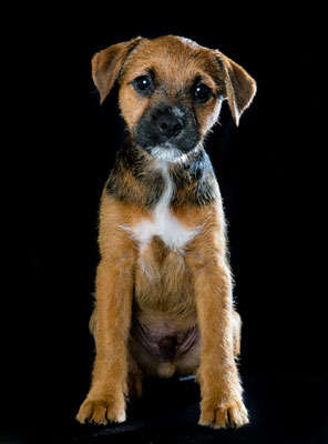 pets photographer sheffield