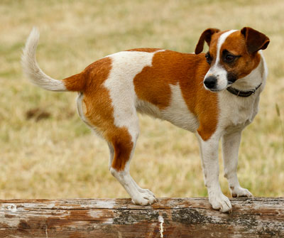 pets photographer sheffield