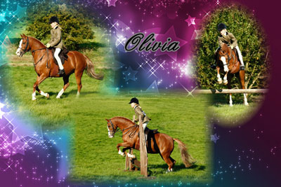 horses photography