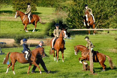 horses photography